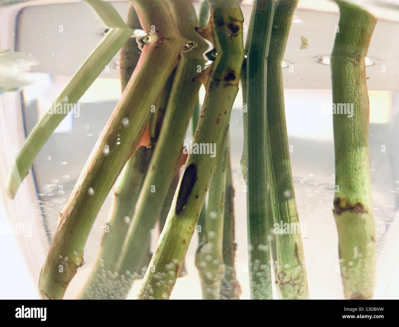 Rose stems in water in glass vase Stock Photo Alamy