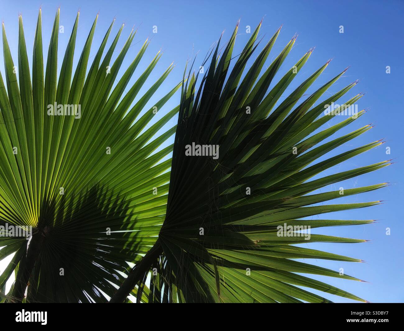Palm tree leaves hi-res stock photography and images - Alamy