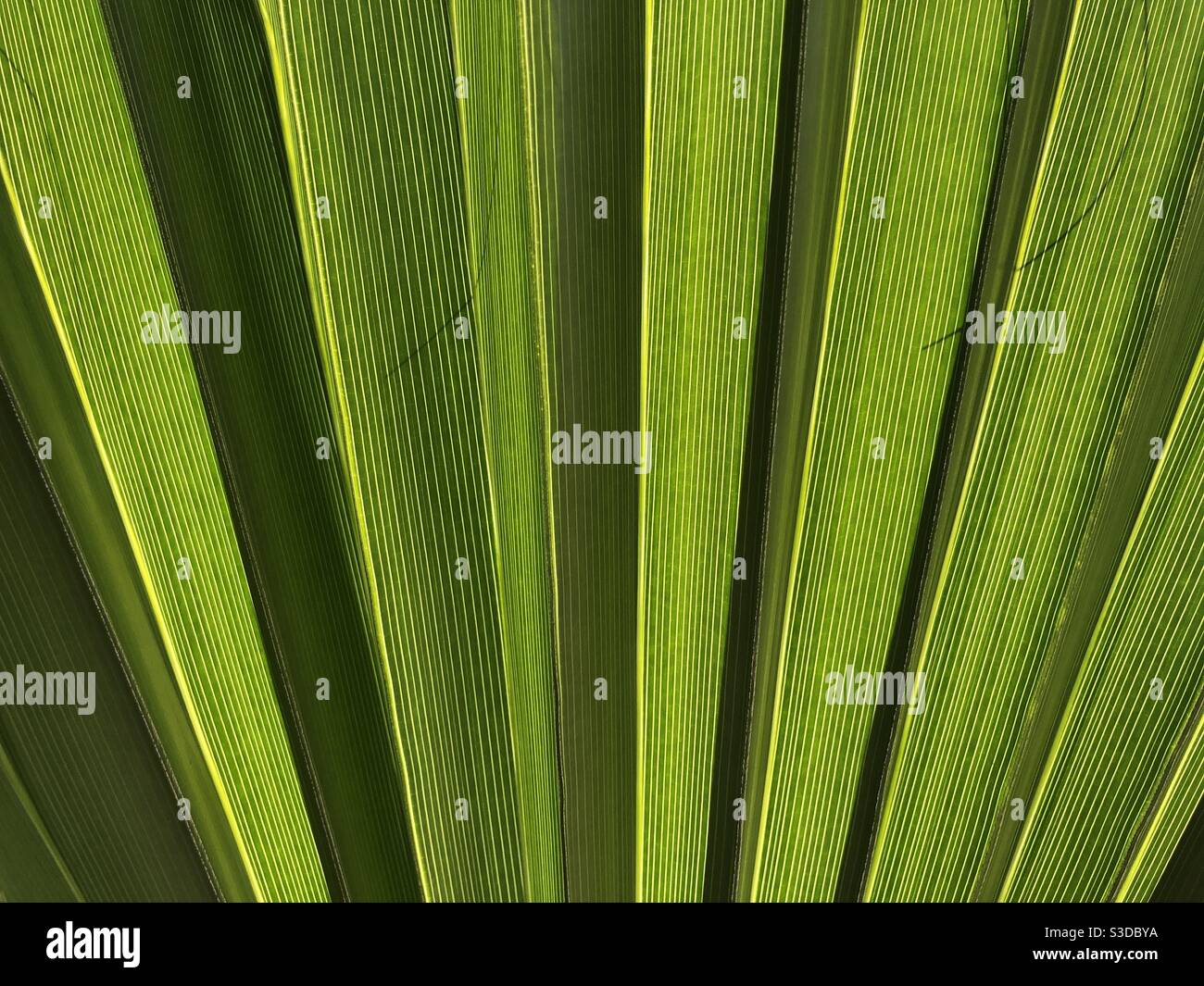 Close up shot of palm leaf - Smartphone Captured Stock Image