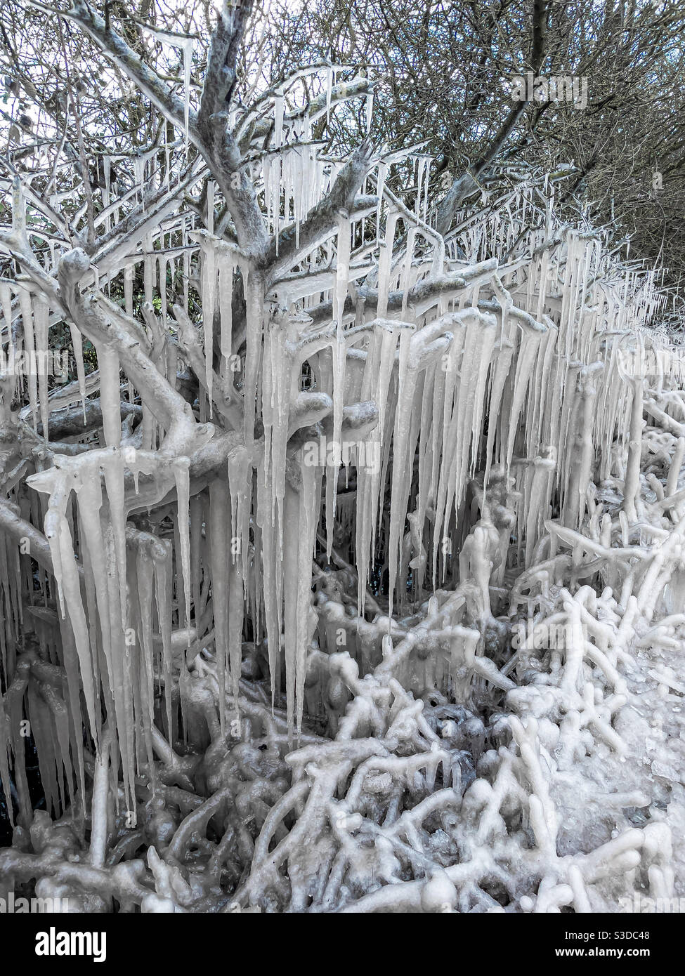 U.K. winter weather with icicles from tree branches - Smartphone Captured Stock Image