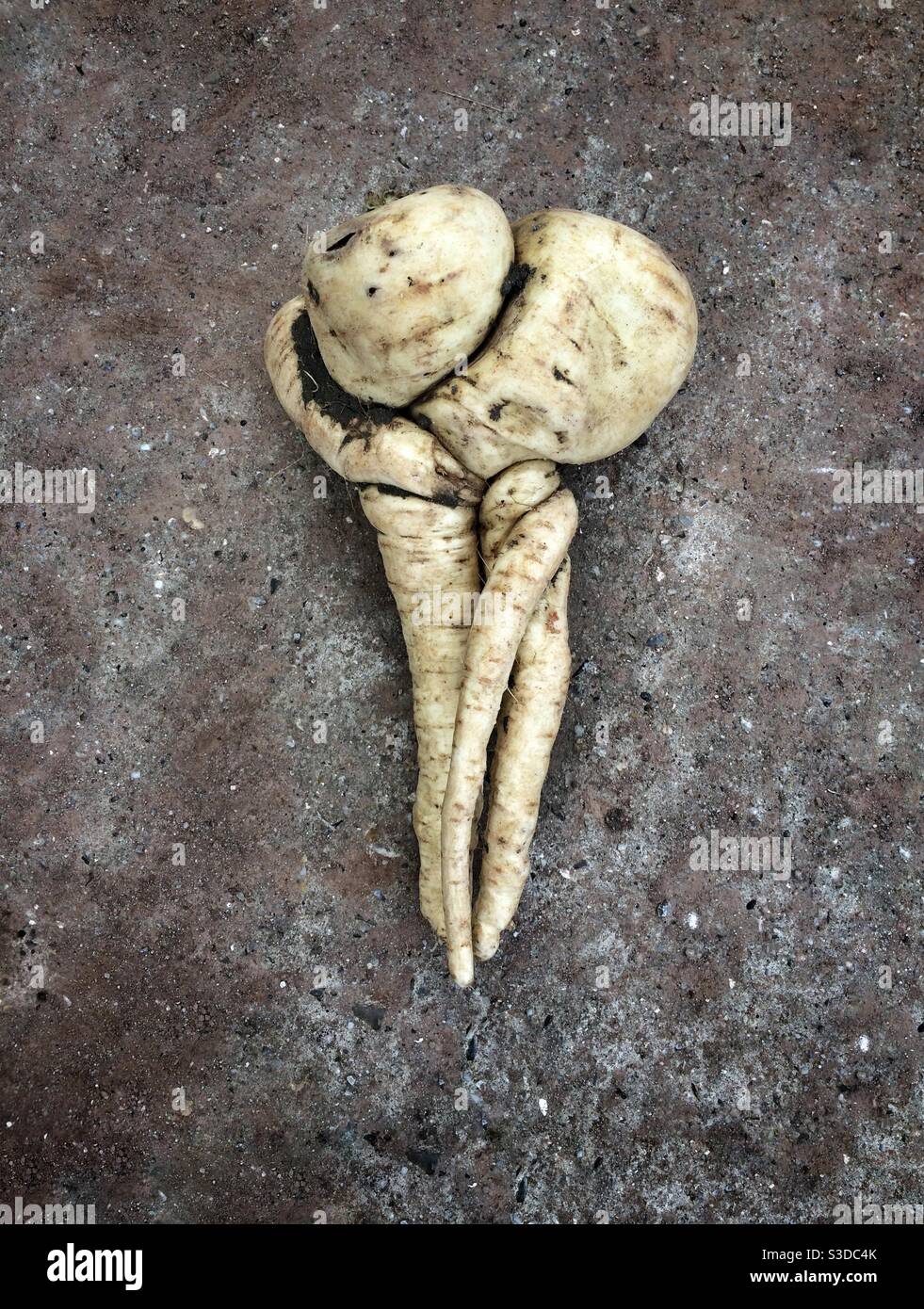 Wonky veg - a trio of organic parsnips that have grown entwined together Stock Photo