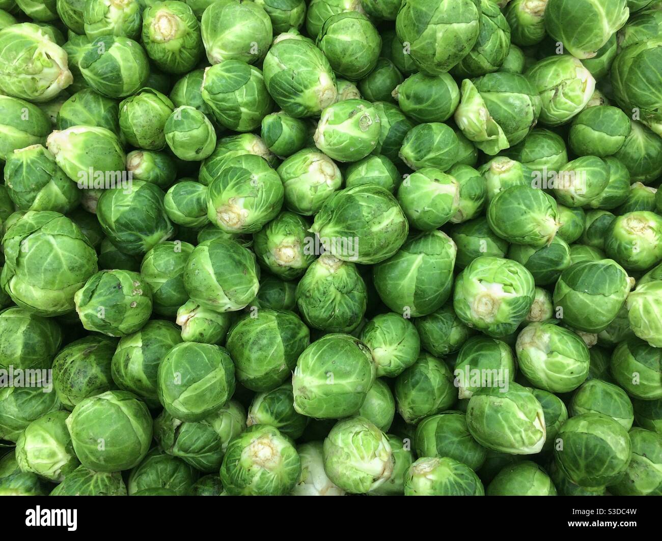 Flat lay image of freshly harvested organic Brussels sprouts - Smartphone Captured Stock Image