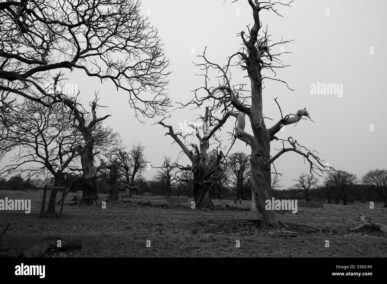 Dead trees worcestershire Stock Photo Alamy