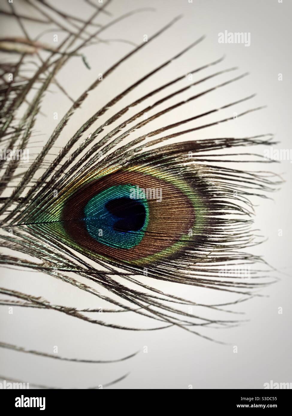 Close-up shot of a peacock feather - Smartphone Captured Stock Image