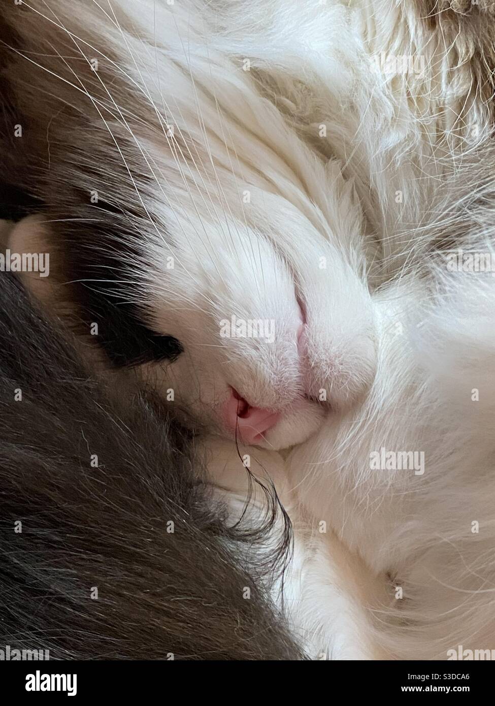 Cat nap Stock Photo