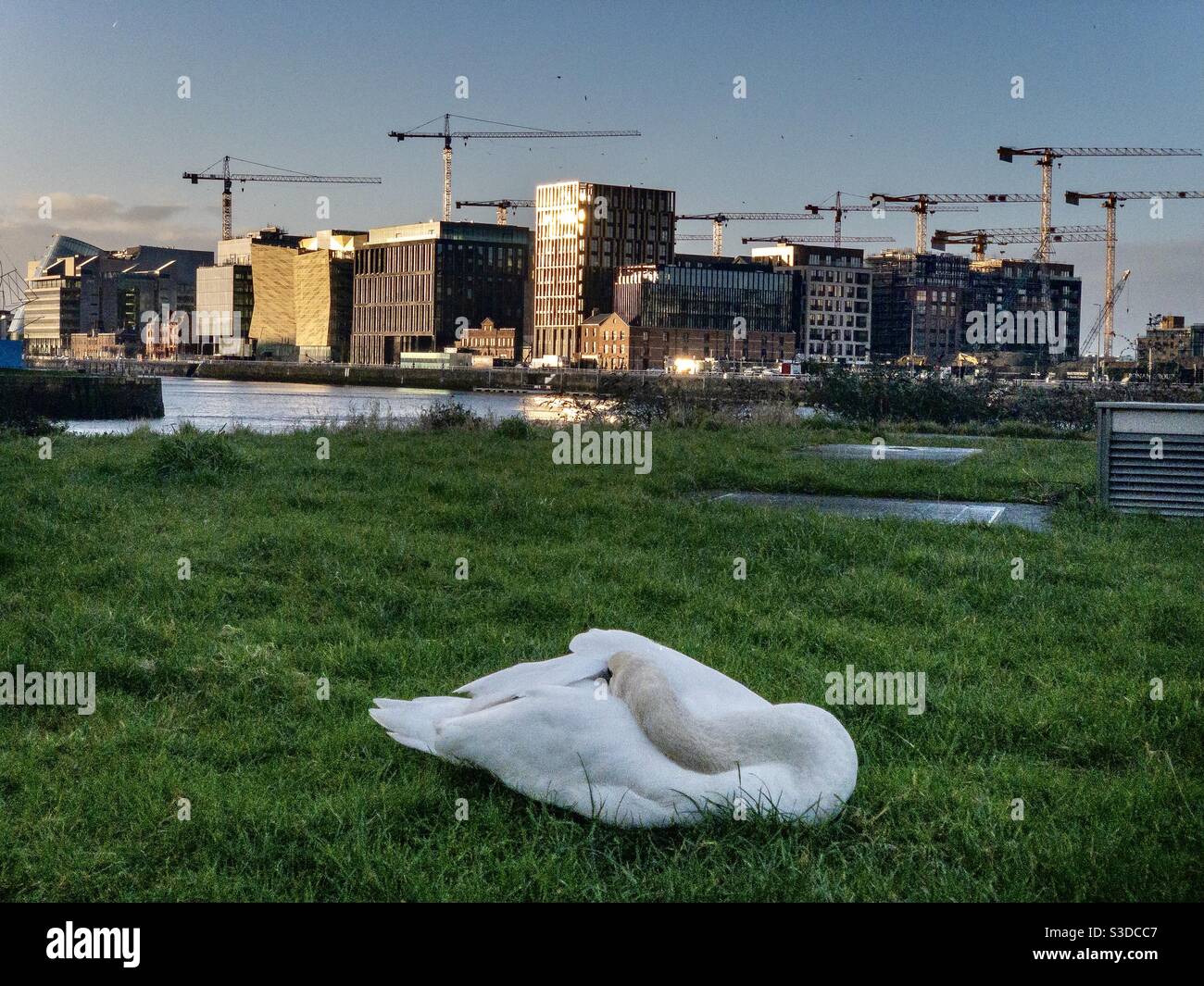 A swan sleeps by the River Liffey in Ringsend Dublin Ireland. Dock land construction and development in the background Stock Photo