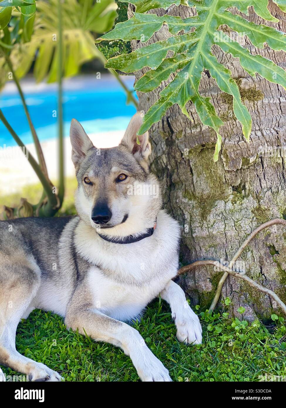 Czechoslovakian wolfdog hi-res stock photography and images - Alamy - Czechoslovakian Wolfdog Grooming Tool For Shedding