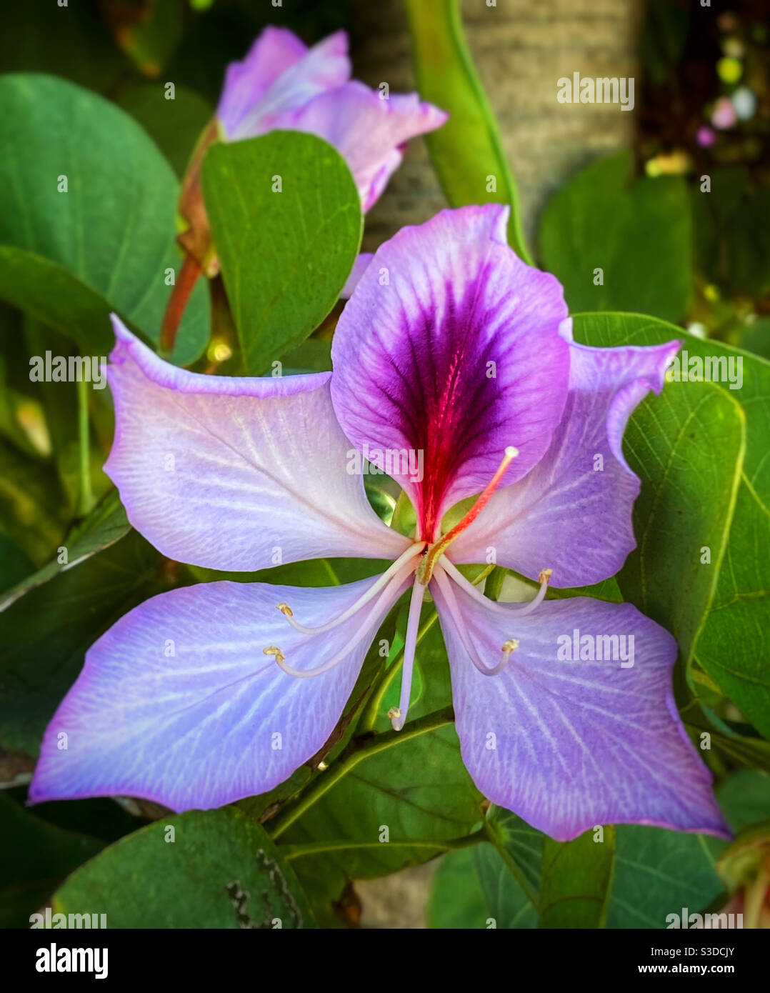 Hawaiian orchid tree flower Stock Photo