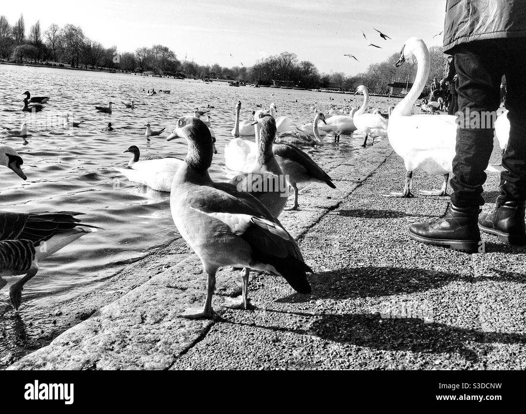 Feeding the ducks, geese and swans on the Serpentine, Hyde Park, London. Stock Photo