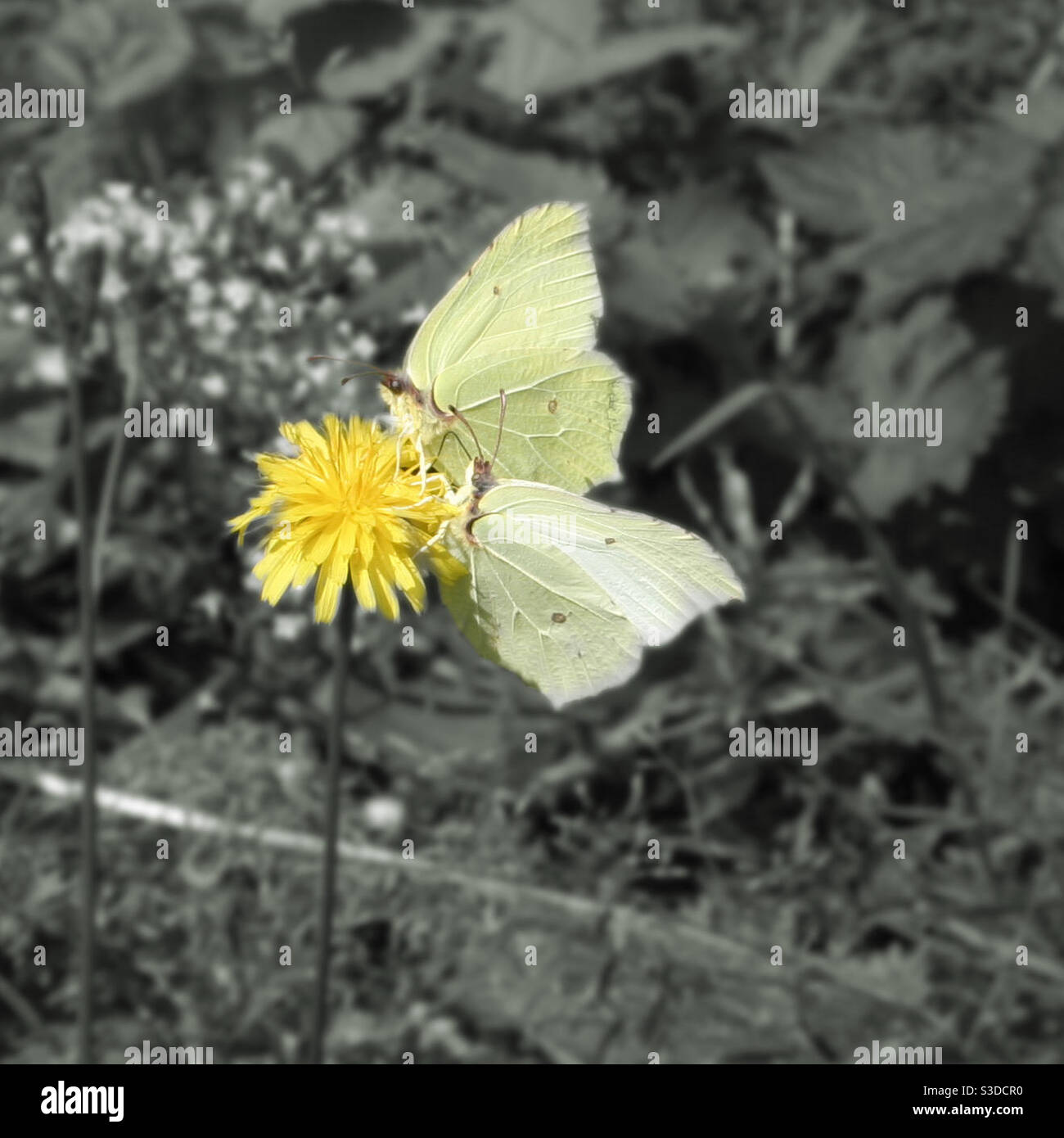 Two common brimstone butterflies on a yellow flower Stock Photo