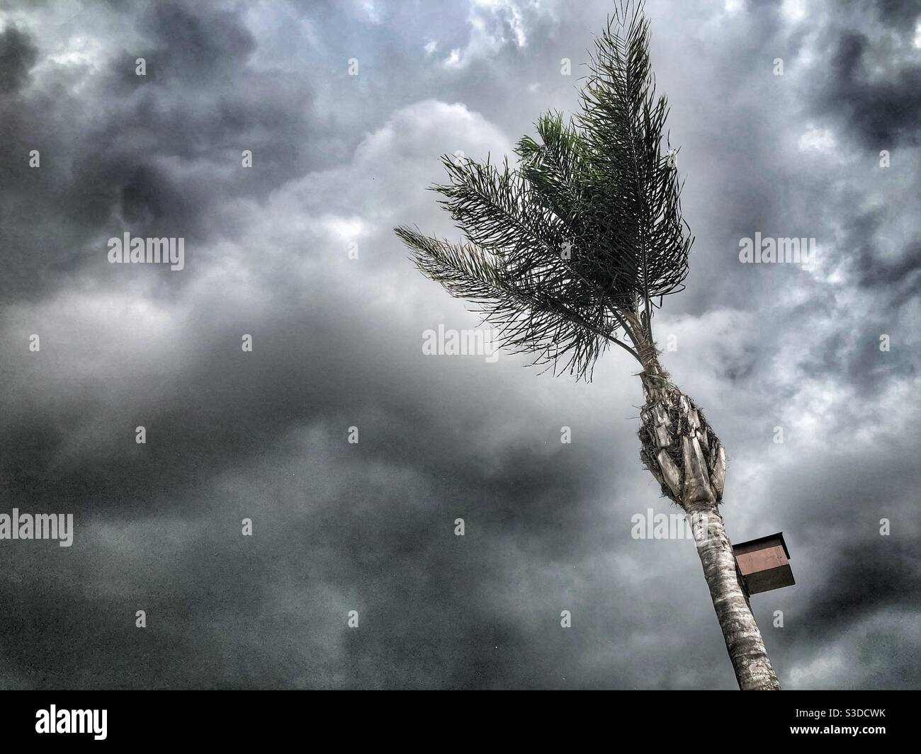Palm tree blowing in the wind and against a very stormy sky - Smartphone Captured Stock Image