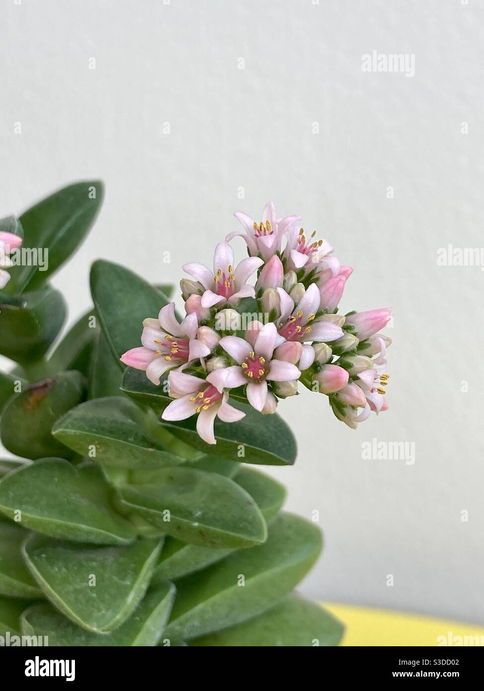 Crassula springtime. Succulent plant in flower - Smartphone Captured Stock Image