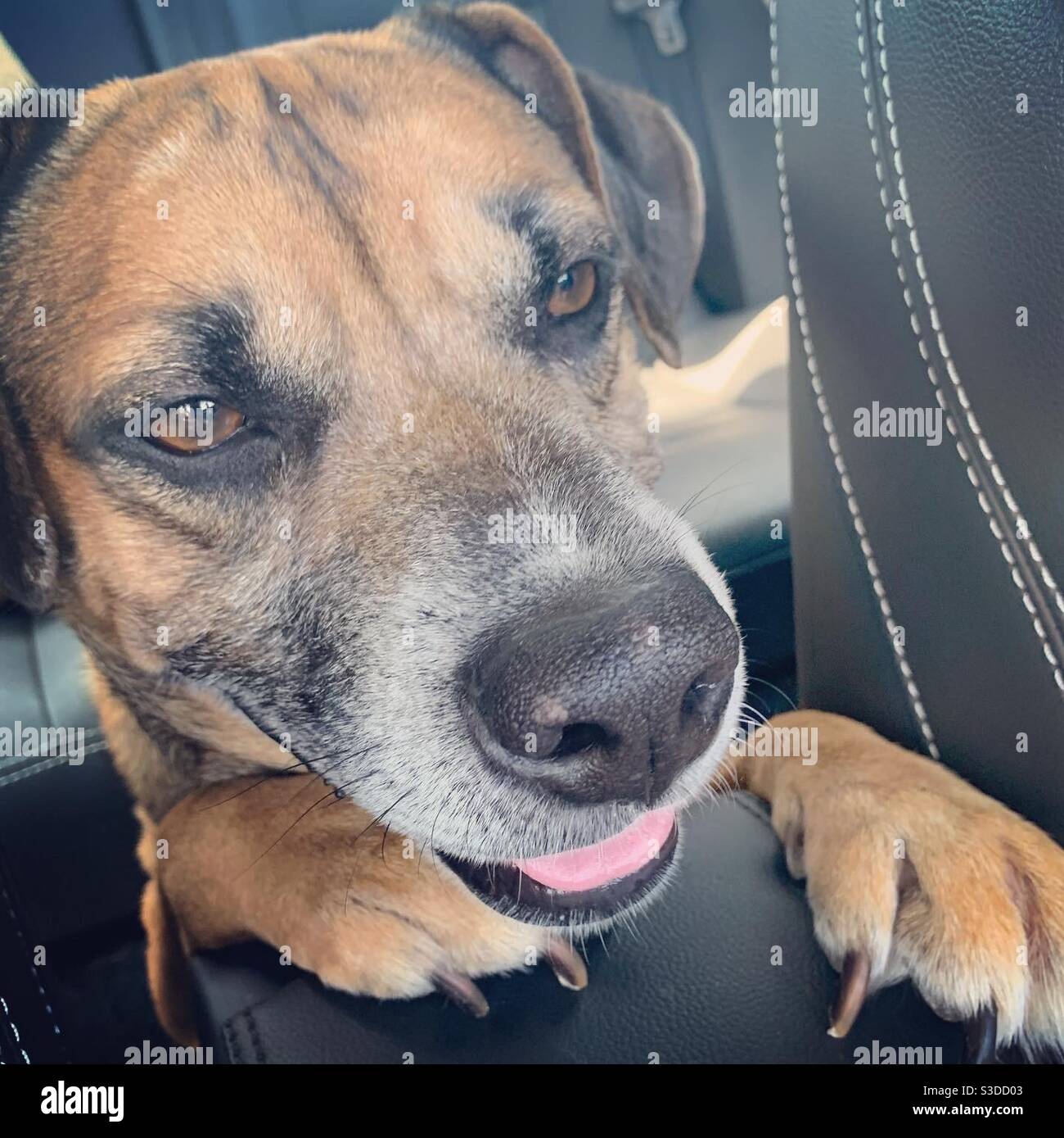 Brown dog in car Stock Photo Alamy