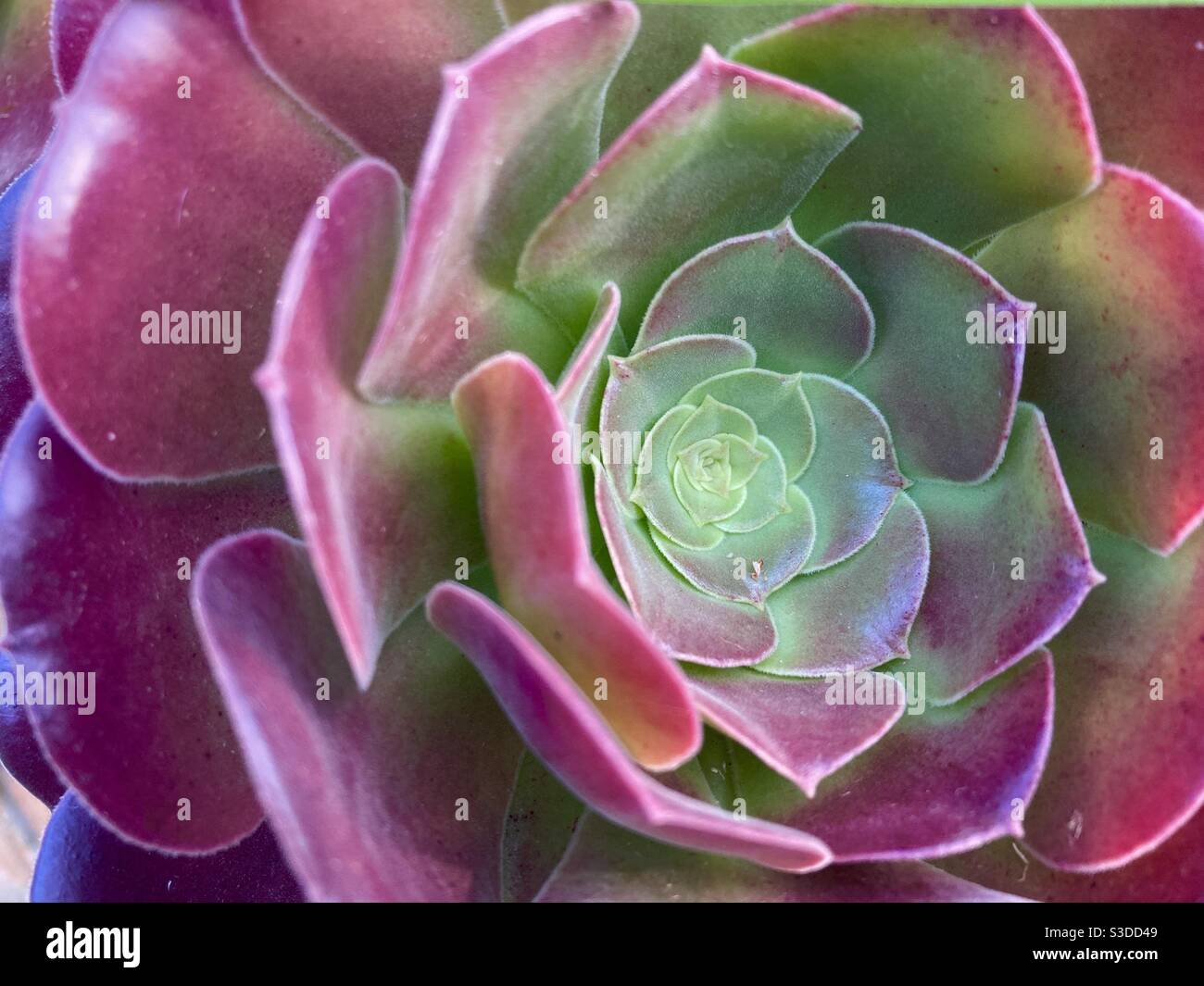 Close up side view of purple rose succulent, Aeonium arboreum atropurpurreum. - Smartphone Captured Stock Image