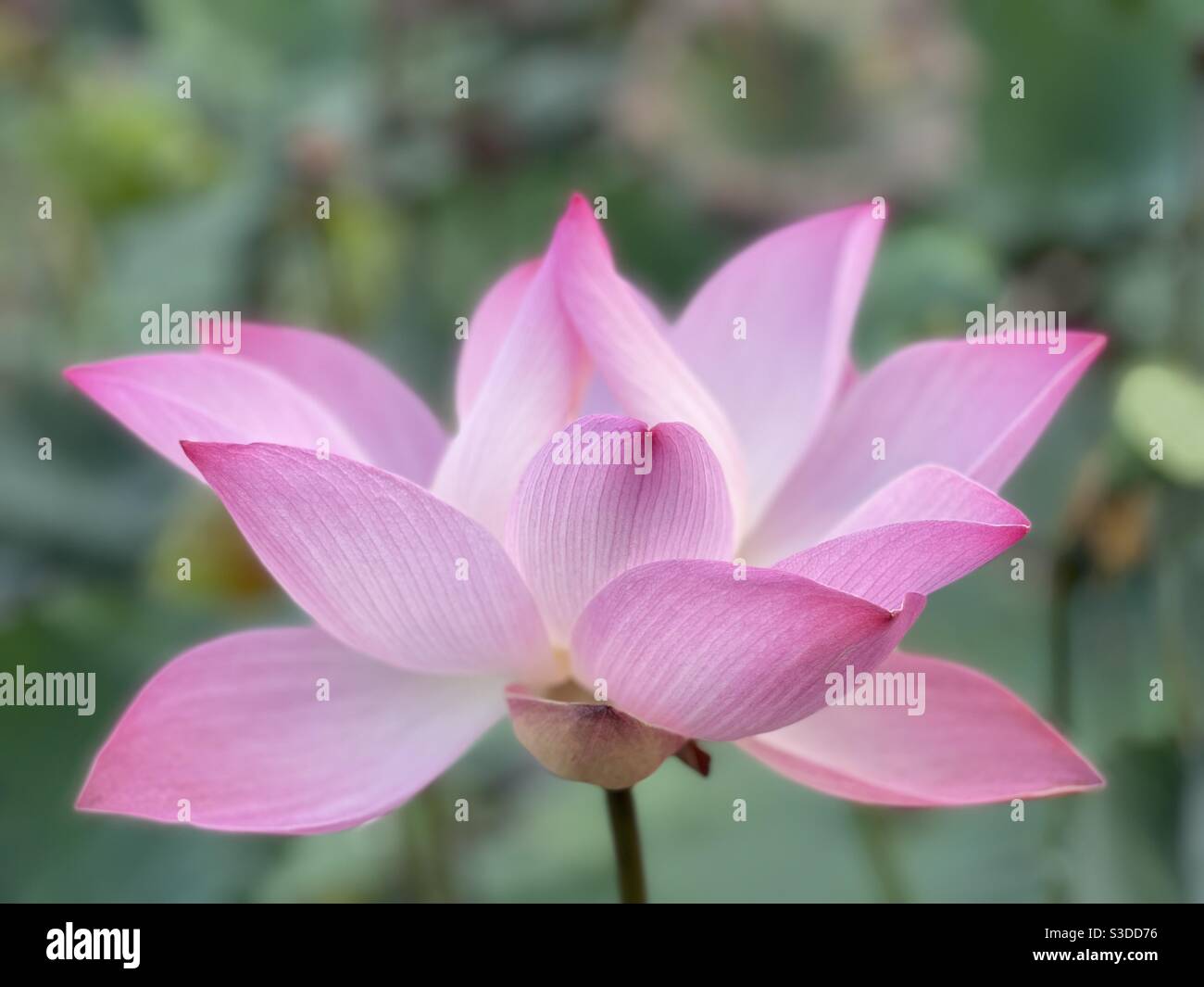 lotus - Smartphone Captured Stock Image