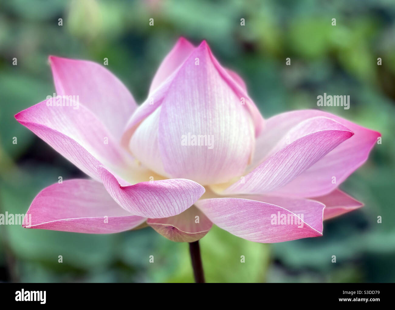 lotus - Smartphone Captured Stock Image