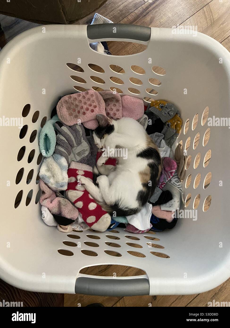 Kitten in laundry basket Stock Photo Alamy