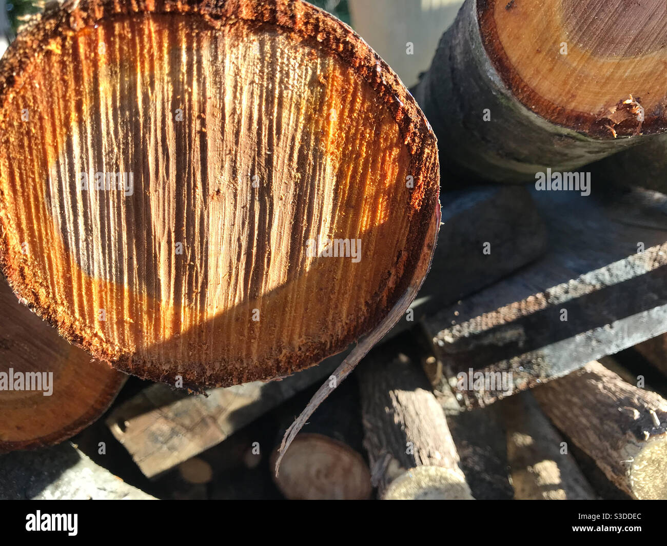 Close view of logs in wood pile Stock Photo