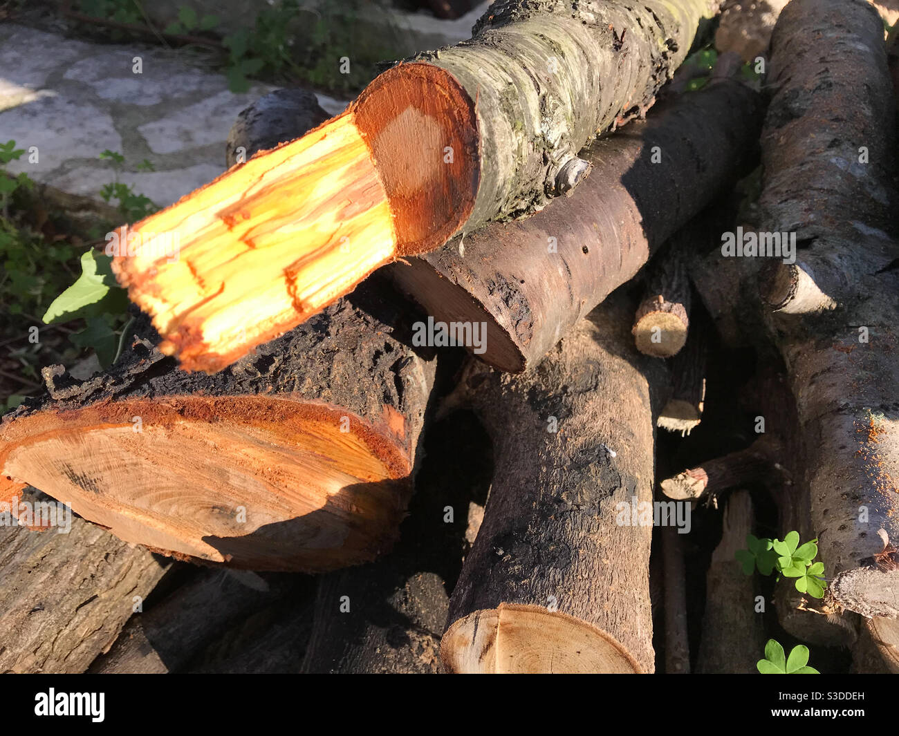 Logs in wood pile Stock Photo