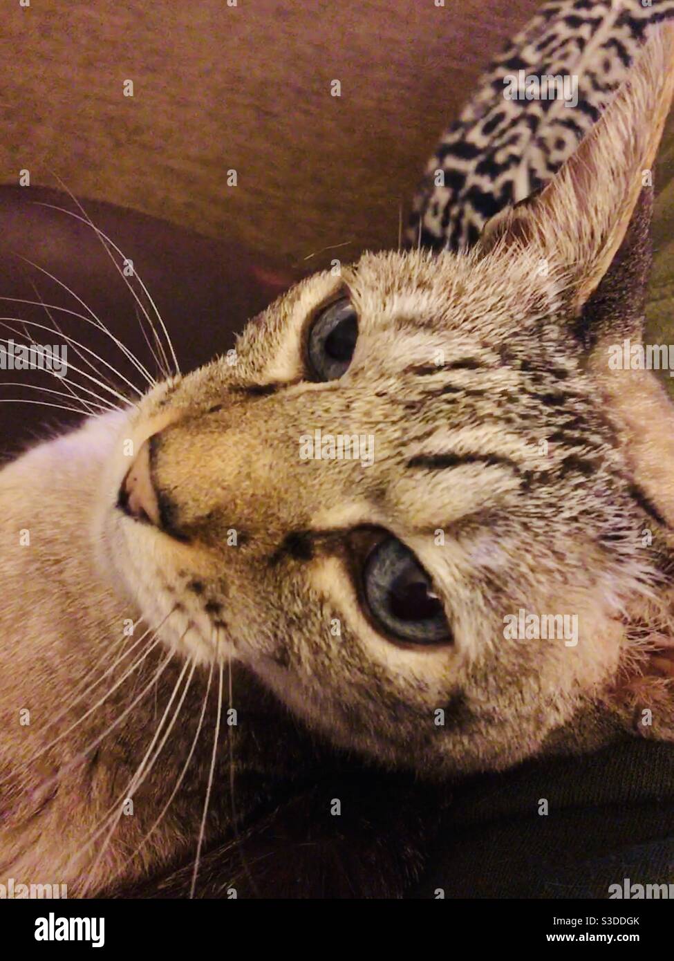 Serengeti cat hi-res stock photography and images - Alamy
