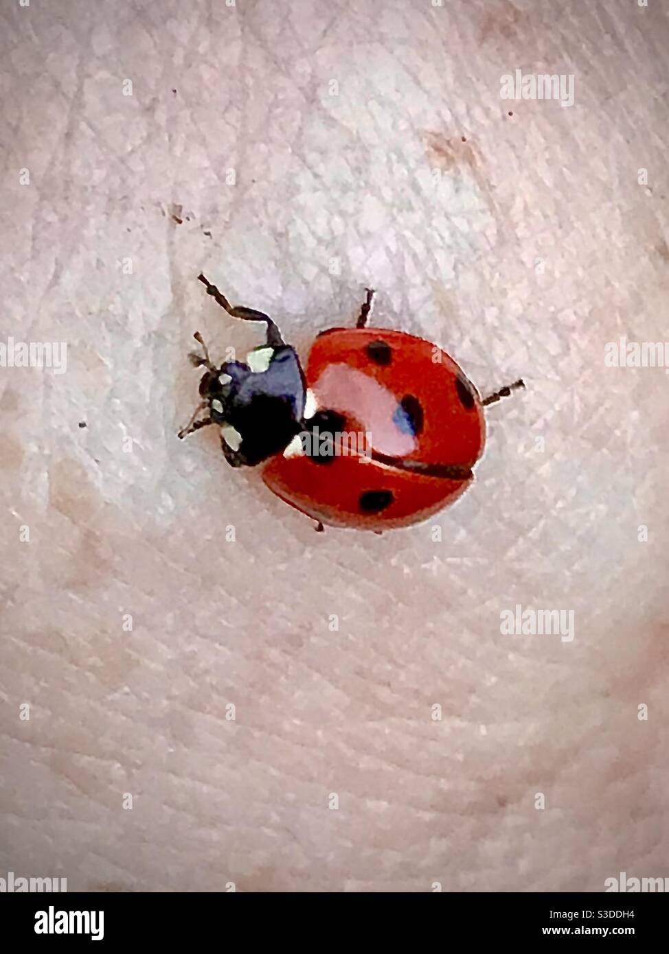 Lovely ladybird. Feb 2021 - Smartphone Captured Stock Image