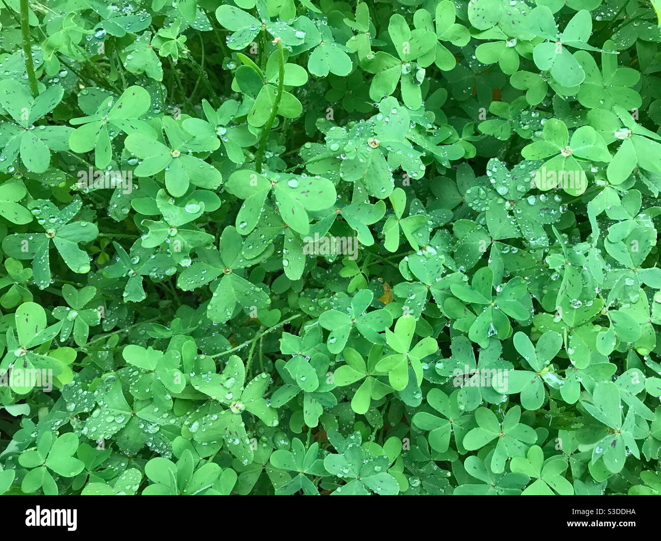Oxalis in the morning dew - Smartphone Captured Stock Image