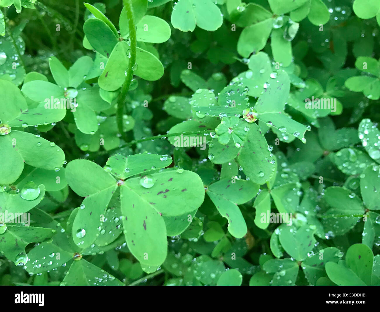 Oxalis in the morning dew - Smartphone Captured Stock Image