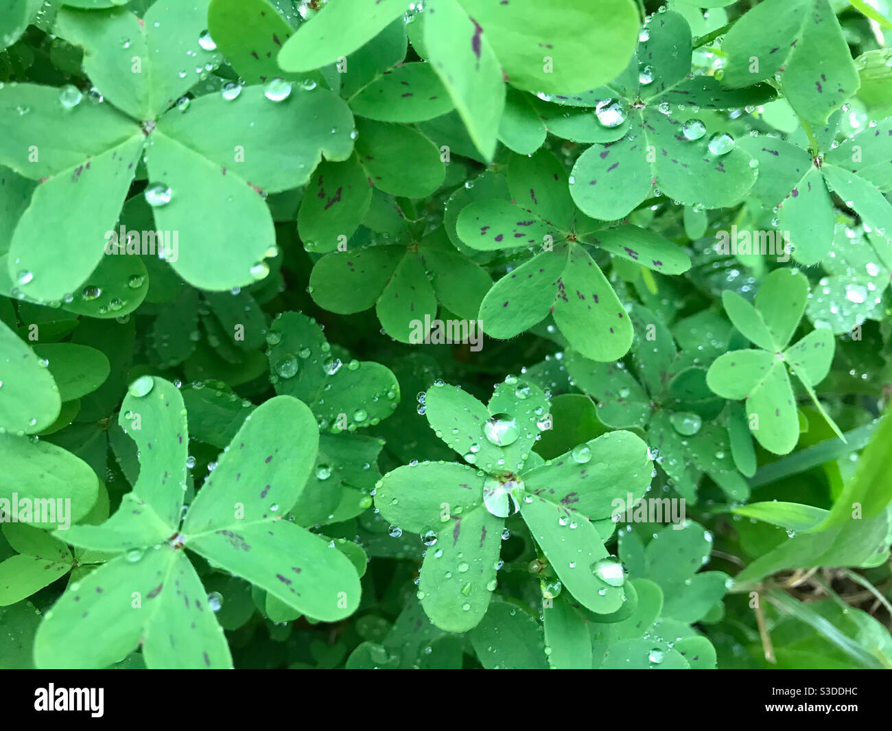 Oxalis in the morning dew - Smartphone Captured Stock Image