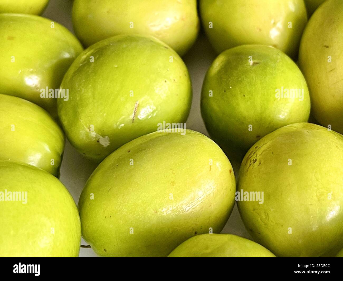 Indian plum hires stock photography and images Alamy