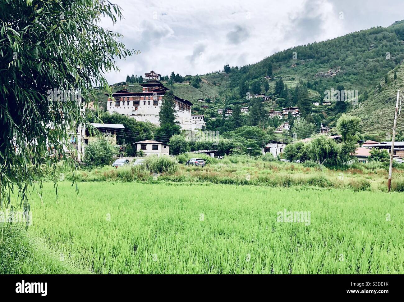 Bhutanese landscape: Paro Dzong and rice paddies - Smartphone Captured Stock Image
