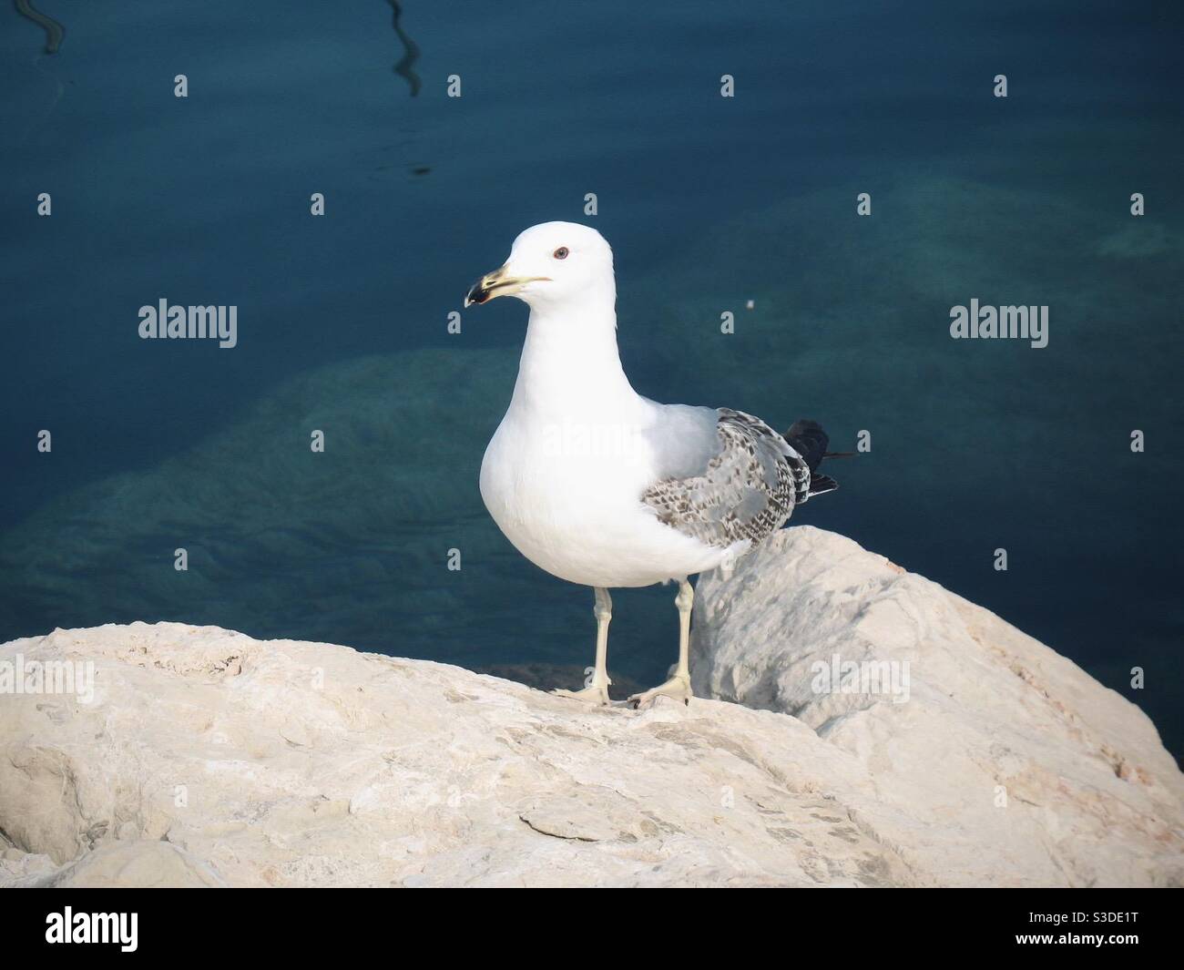 Seagull standing on a rock at the water’s edge Stock Photo