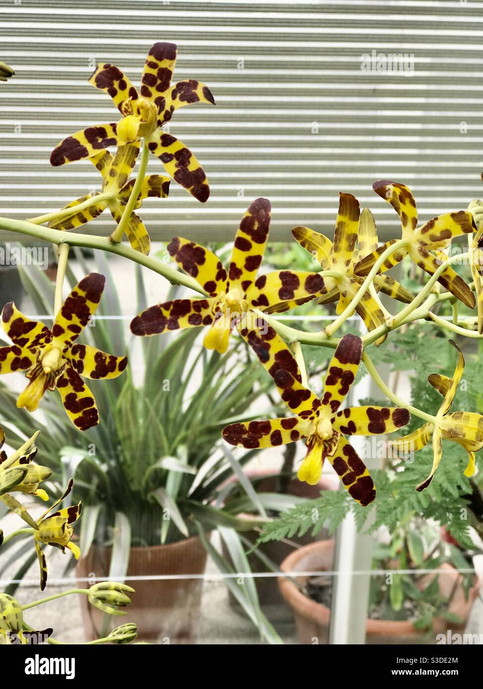 Yellow spider orchids (Brassia Toscane) at RHS Wisley Stock Photo