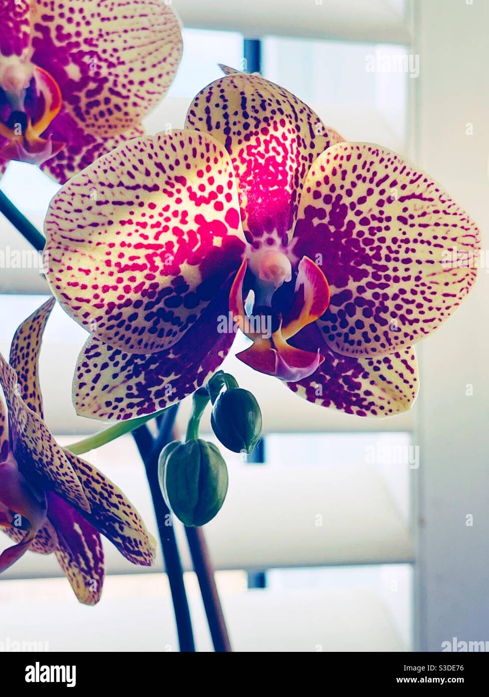 Orchid flower with stream of sunlight Stock Photo