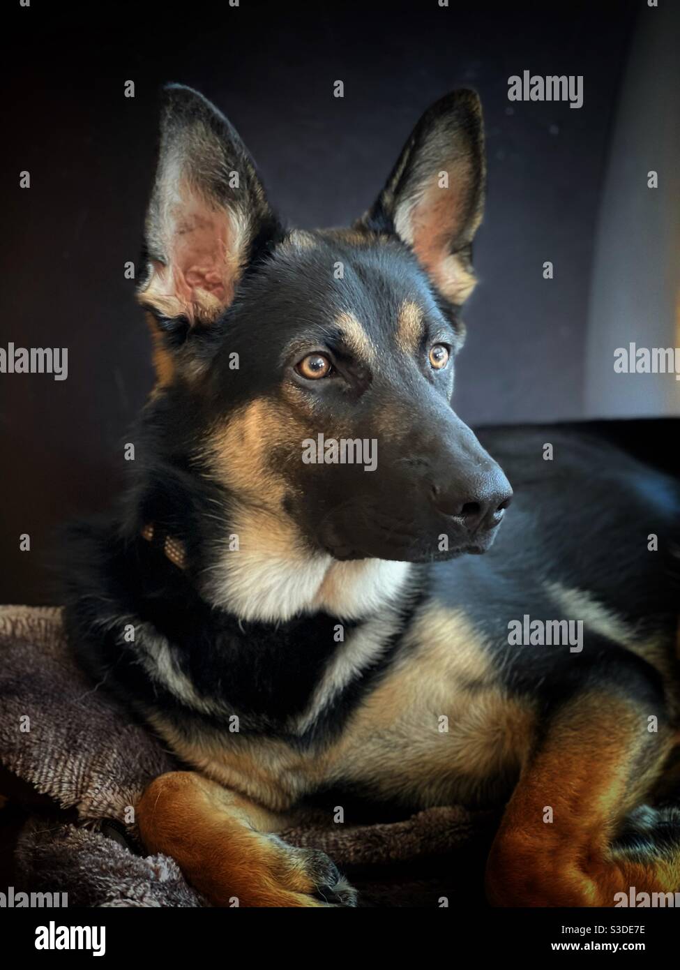 Portrait of a young male German Shepherd dog Stock Photo