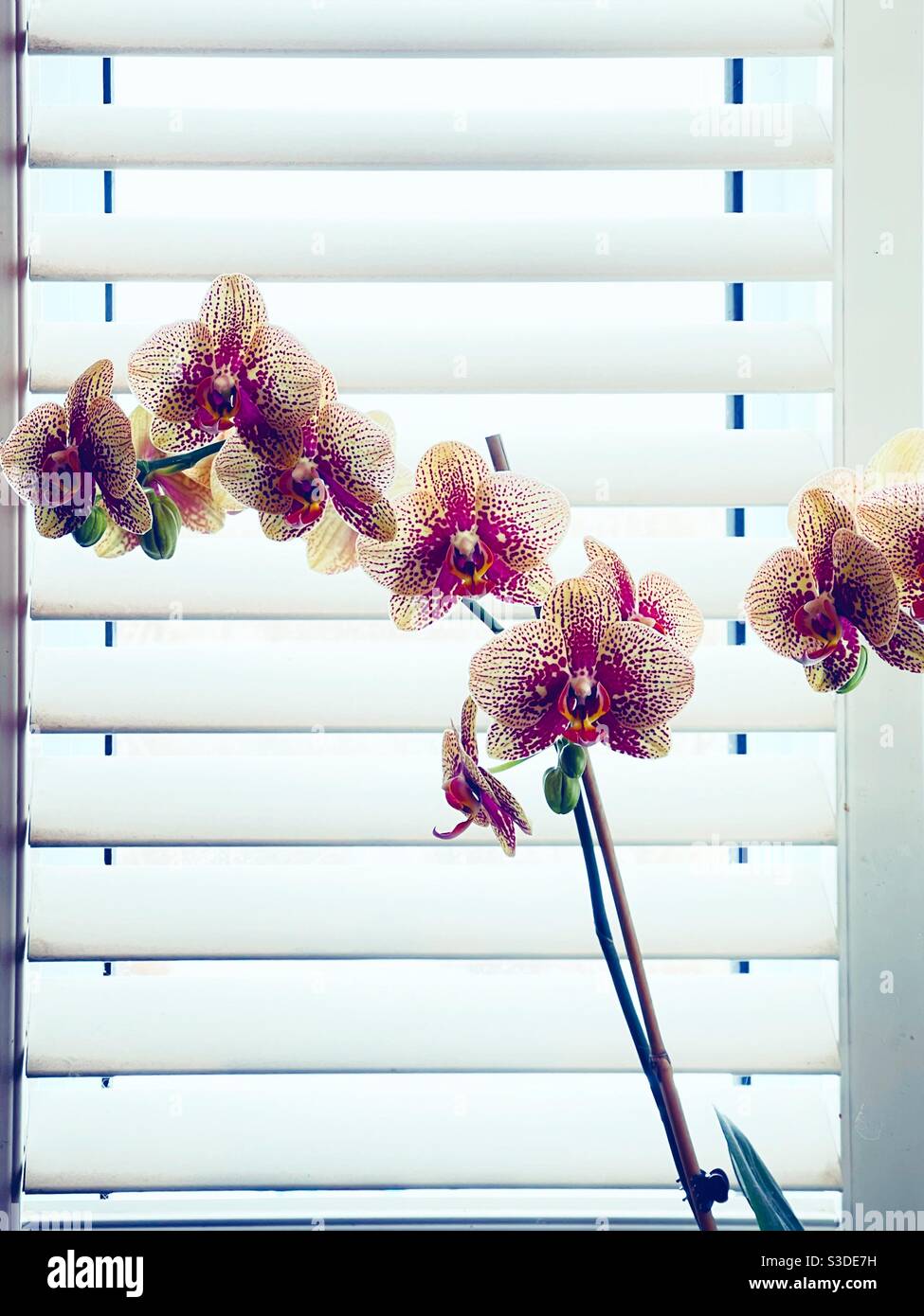 Orchid plant in front of brightly lit white window blinds Stock Photo