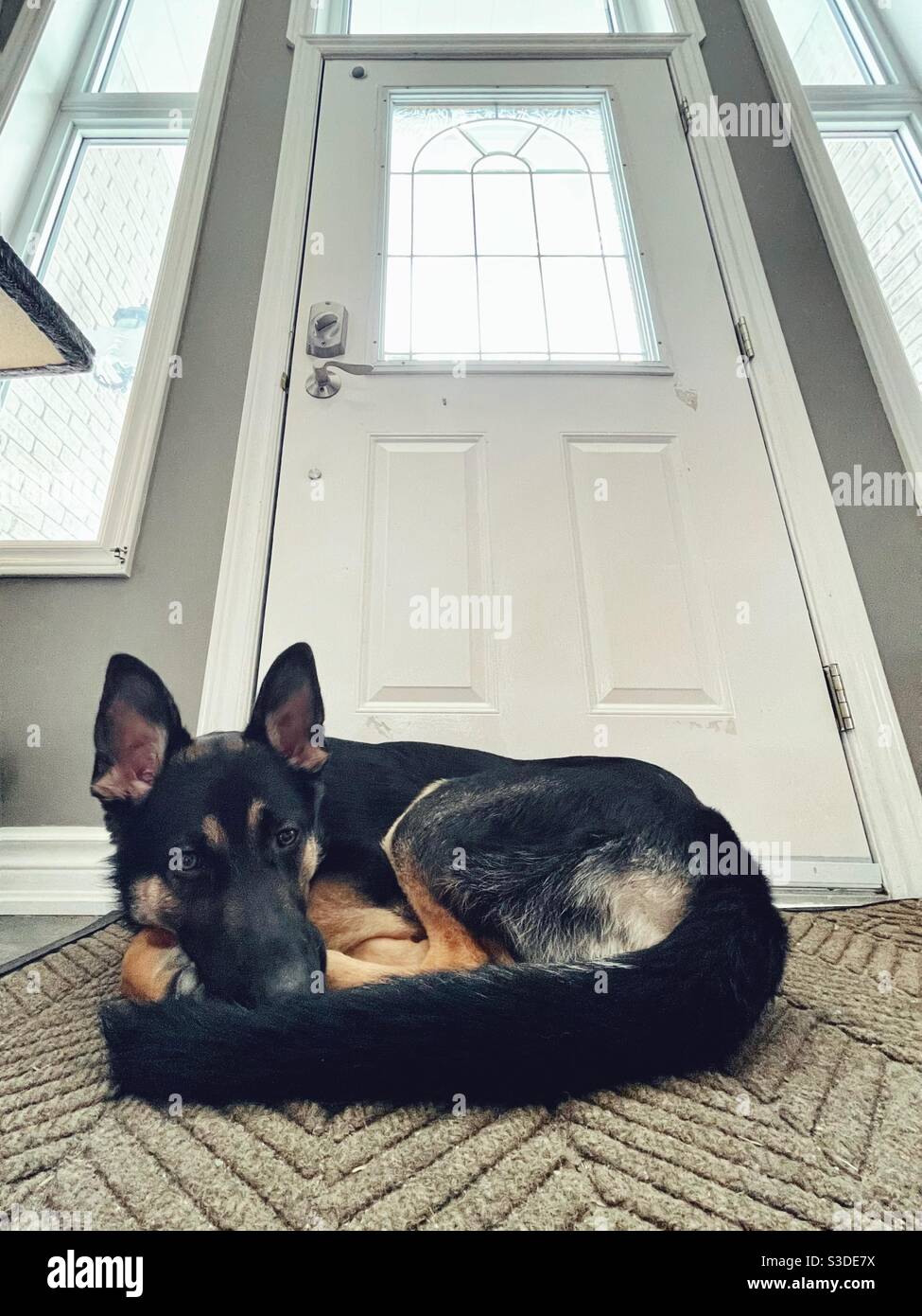 German Shepherd waiting at door for people to come home Stock Photo