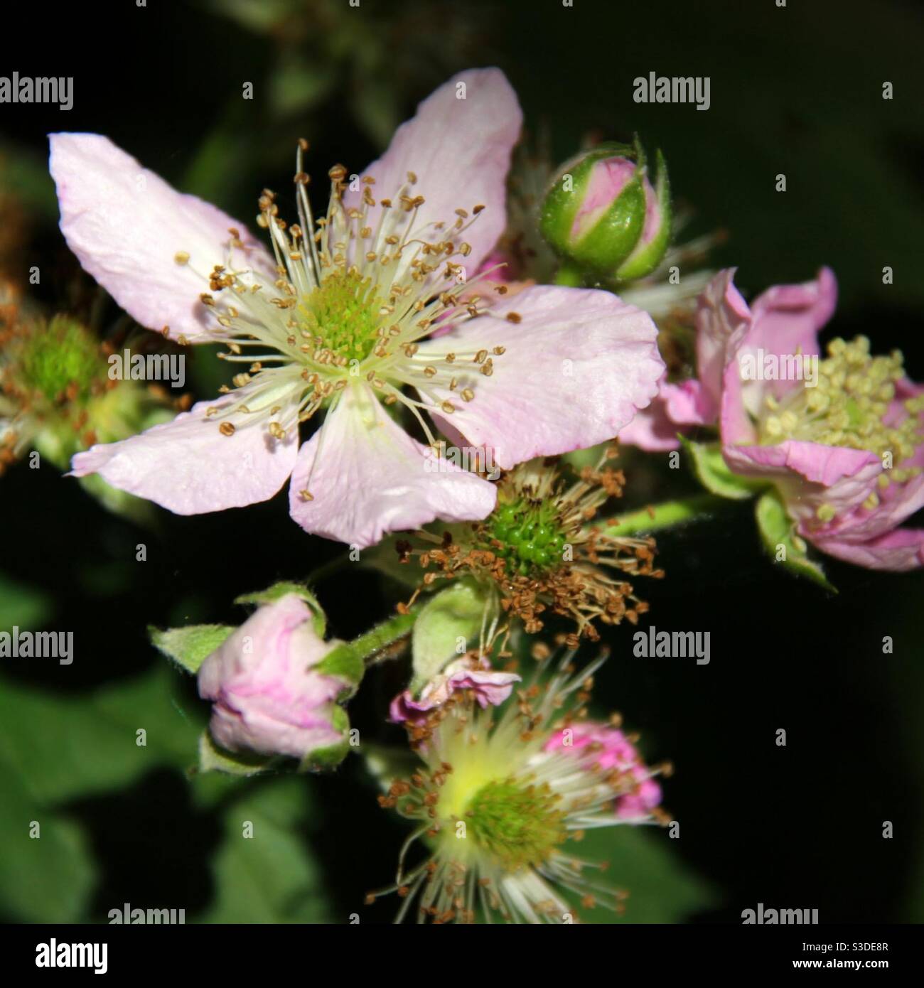 Blackberry flowers in different stages of bloom Stock Photo Alamy