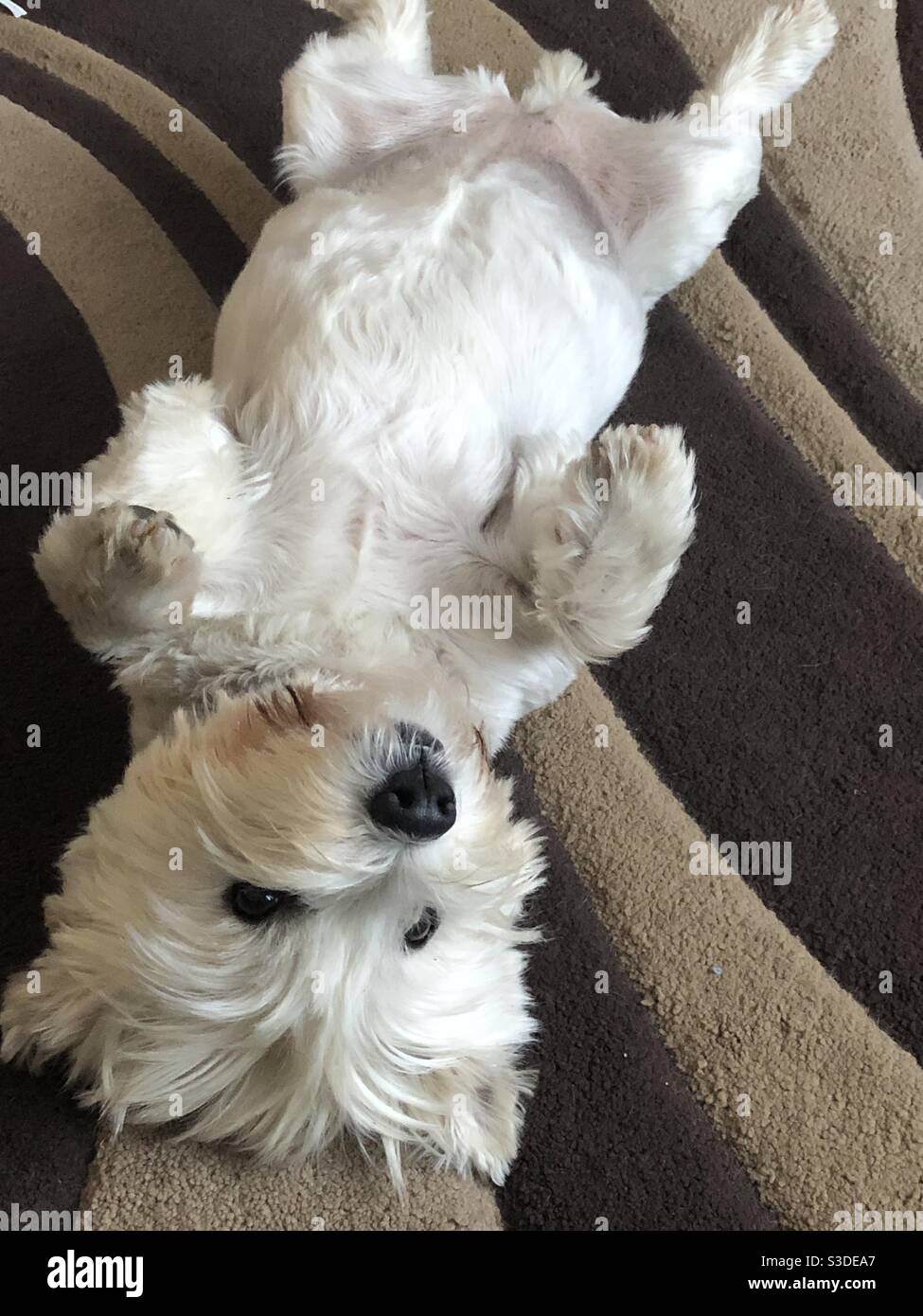 Upside down Westie dog Stock Photo Alamy