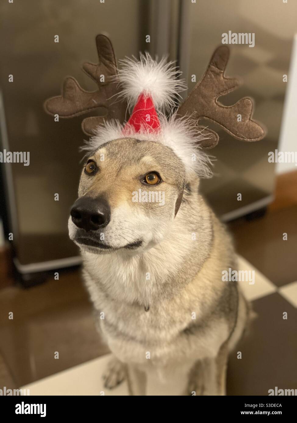 Dog with reindeer antlers Stock Photo Alamy