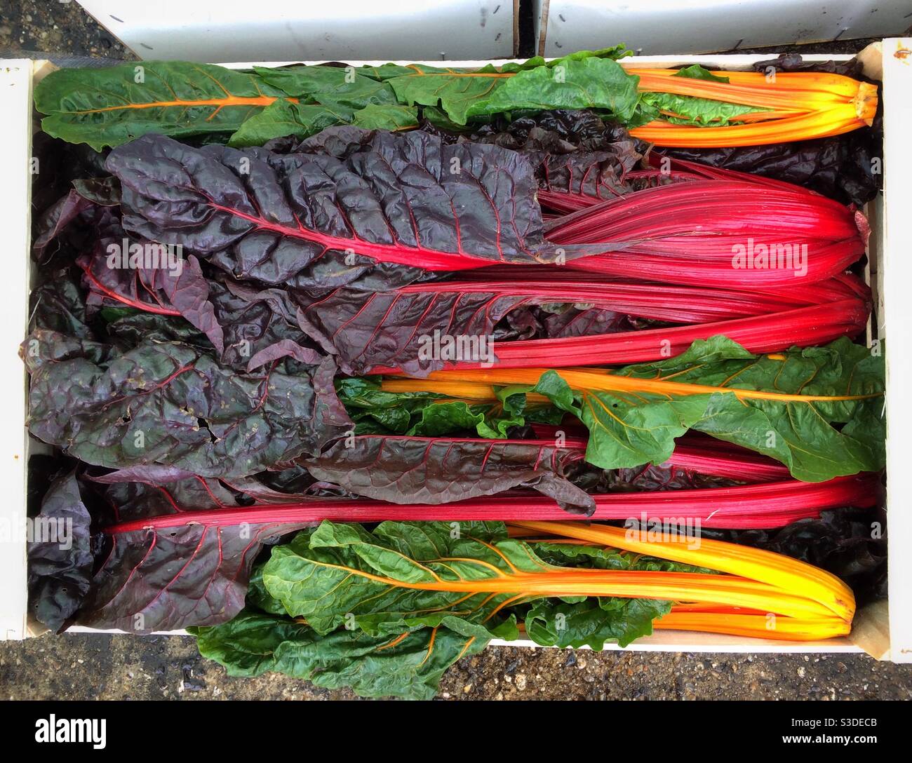 A crate of freshly harvested rainbow chard - Smartphone Captured Stock Image