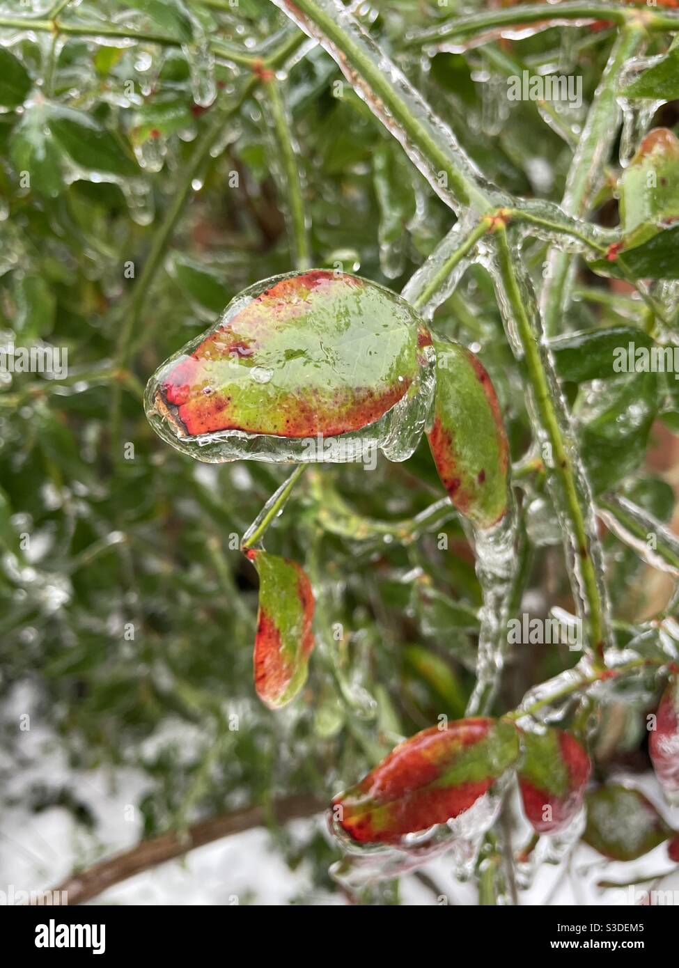 A green plant leaf is fully covered in ice from a winter storm. Stock Photo