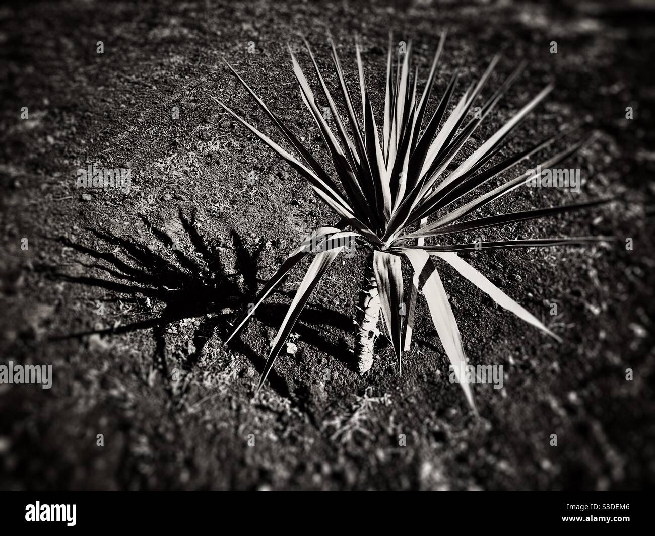 Palm tree sapling planted on terracota soil - Smartphone Captured Stock Image