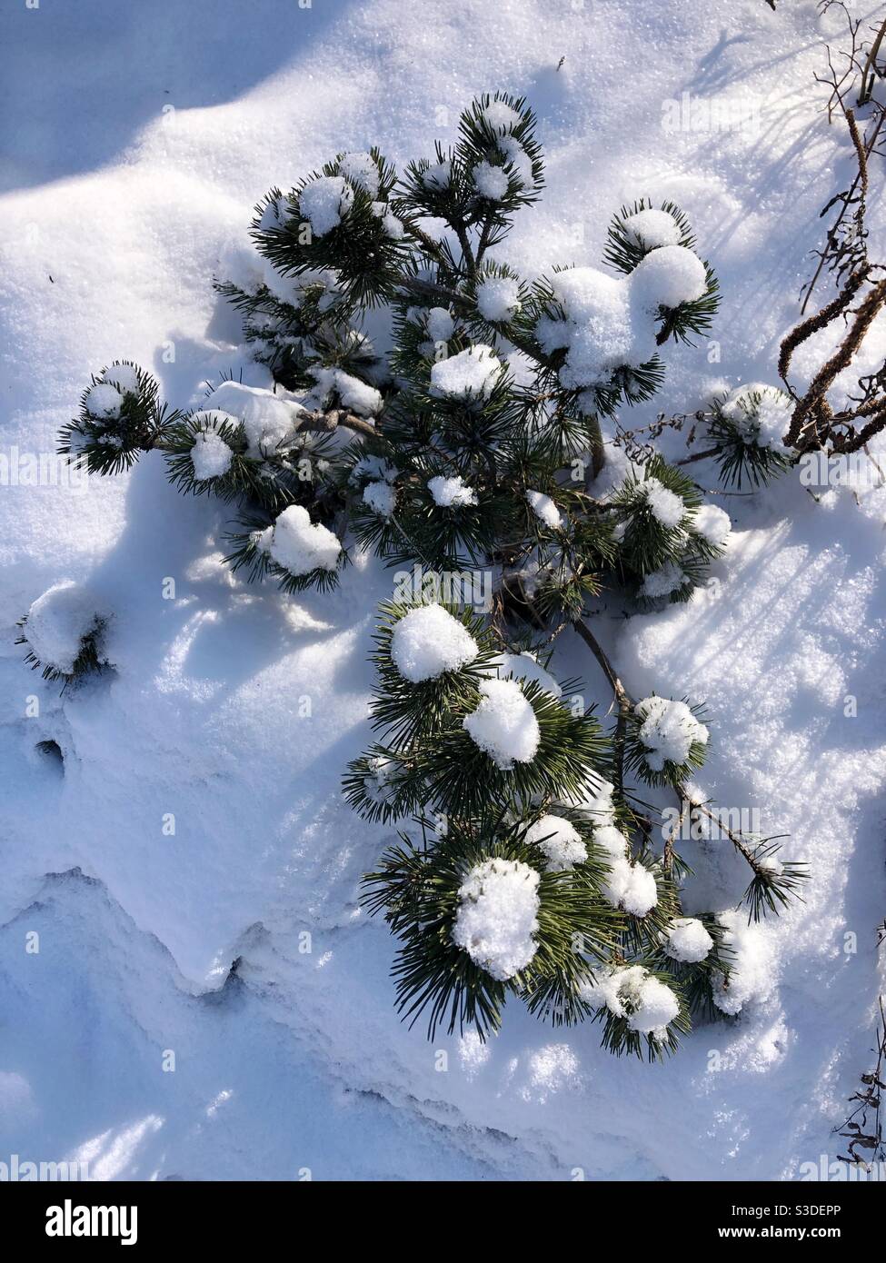 Winter landscape. - Smartphone Captured Stock Image
