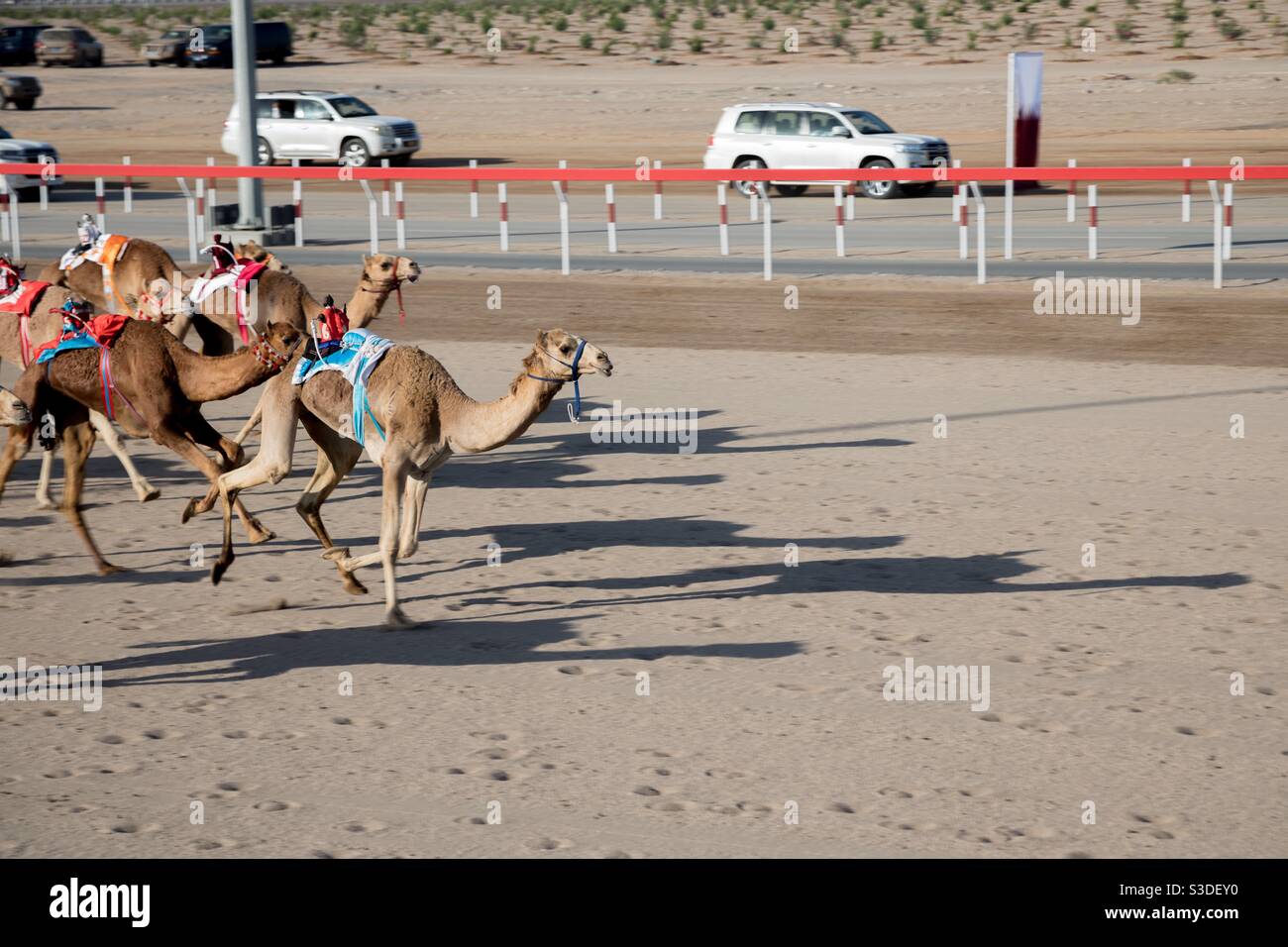 Al Bashair Camel Race: Feb.2021 Adam, Oman.The race brings the best of regional camels from Saudi Arabia,Qatar,UAE,and Oman.various age groups of camels compete in 6day event. Robot driven. Stock Photo