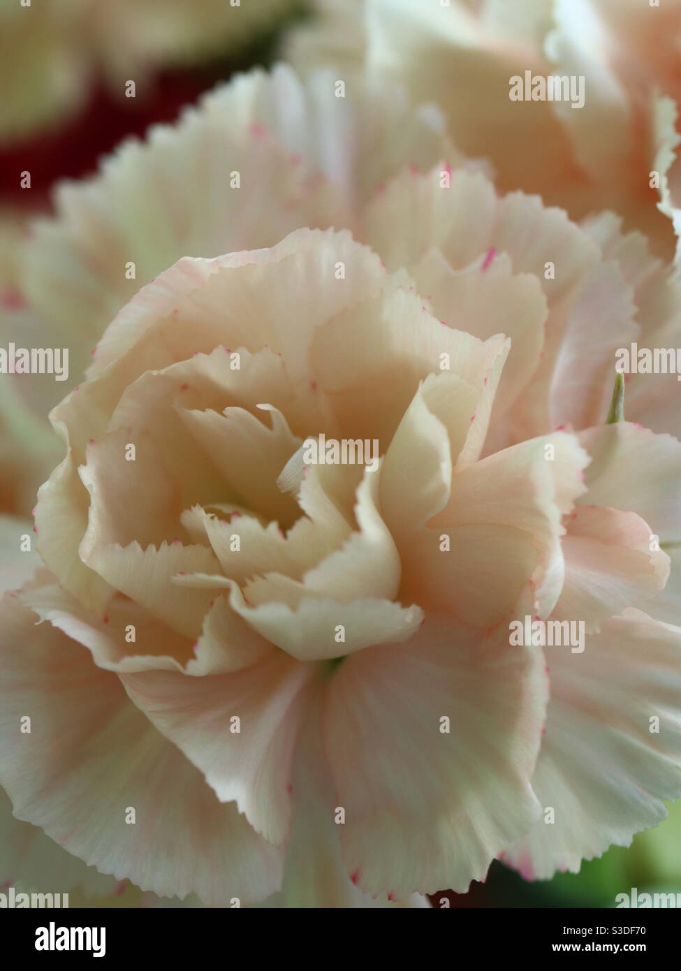 Raspberry Ripple Carnation in bloom - Smartphone Captured Stock Image