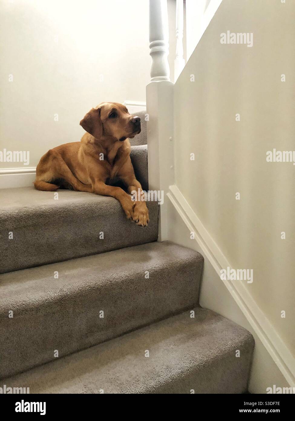 A lonely pet dog sitting on a set of house stairs Stock Photo