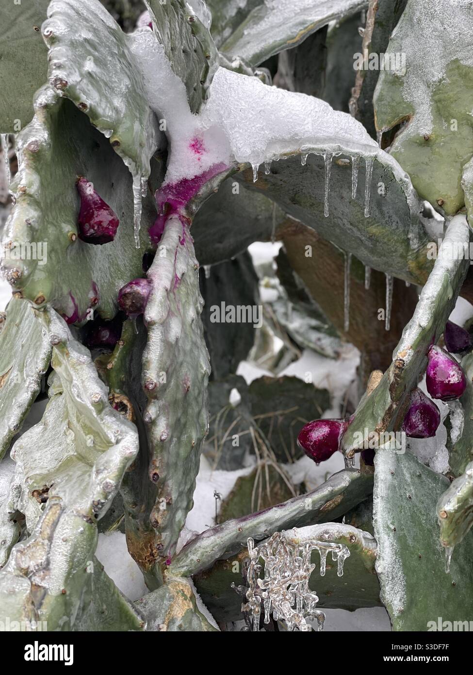 Frozen cactus bleeding pear juice, winter storm 2021, Austin, TX Stock