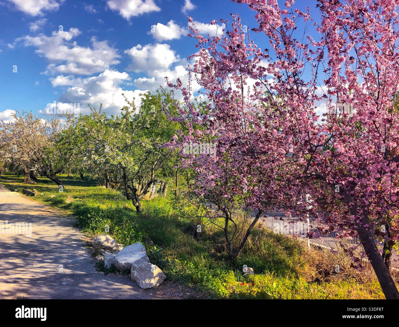 Colourful blossom against a blue sky with fluffy white clouds in the Spanish countryside - Smartphone Captured Stock Image