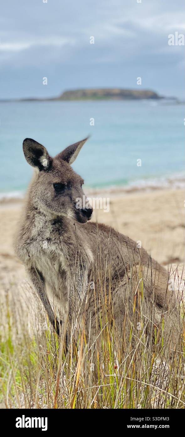 Grey kangaroo stands in tall grass with beach and ocean in background. Iconic Australian scenery with kangaroo on beach. Concept travel, Australia, Australian wildlife, vertical banner Stock Photo