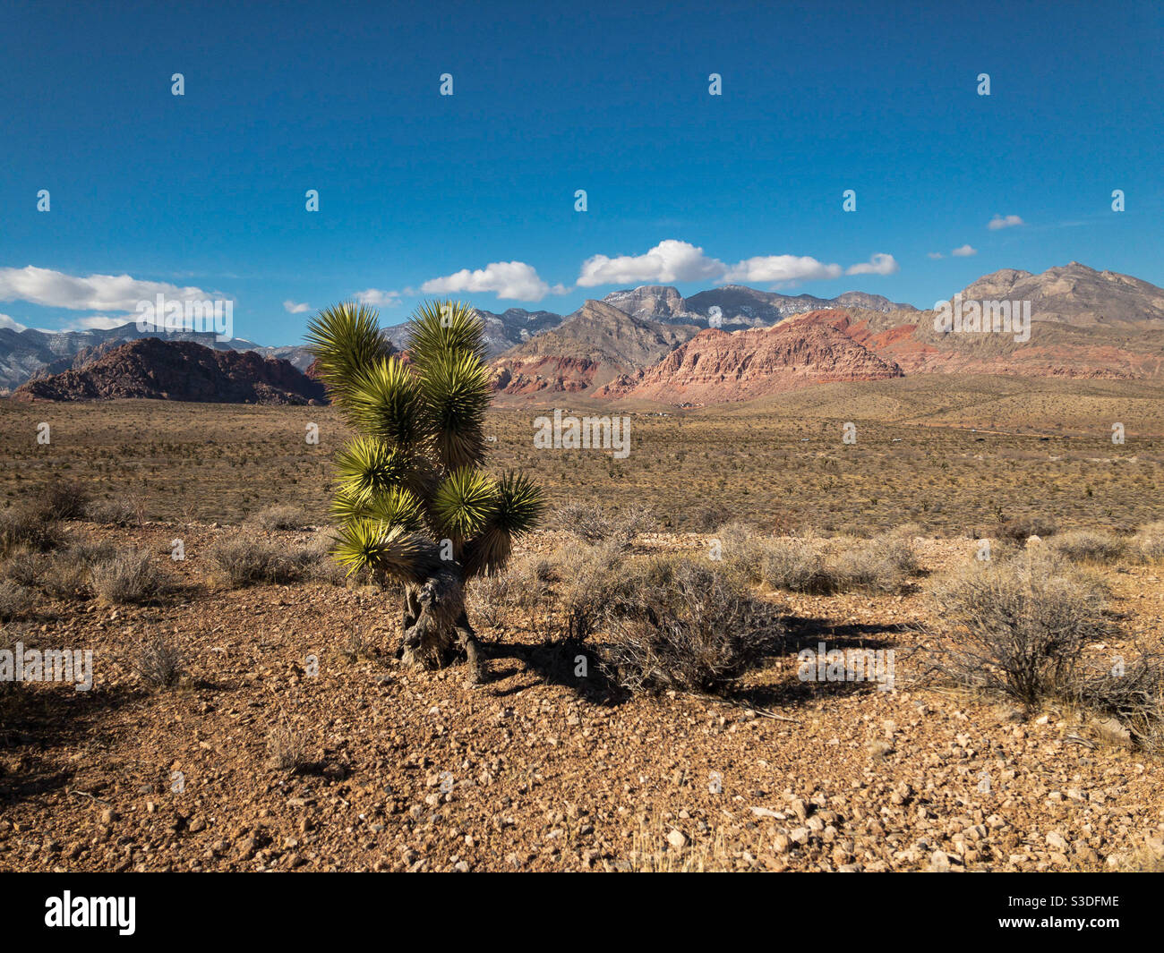 Joshua tree, Yucca brevifolia, and a scenic view of mountains in Red Rock Conservation Area - Smartphone Captured Stock Image